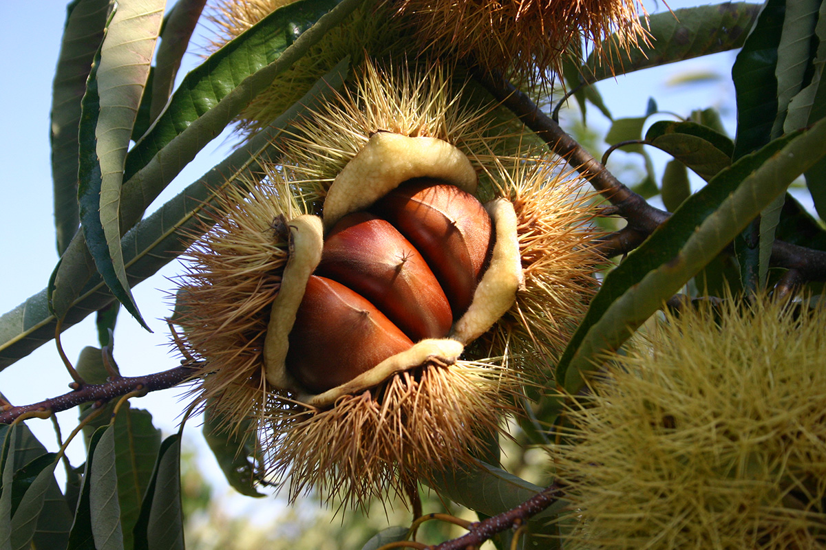 Ganne-guri Chestnuts