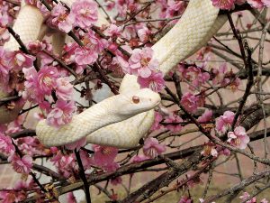 White Snakes of Iwakuni 3