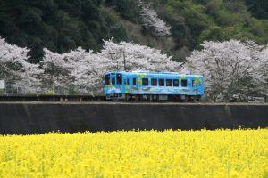 Nishikigawa Seiryu Line -spring-