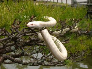 White Snakes of Iwakuni 2