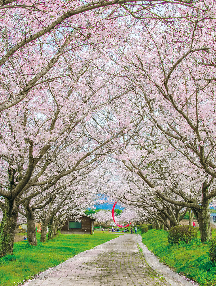 島田川沿いの桜