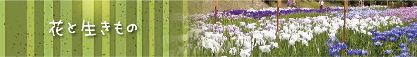 花と生きもの