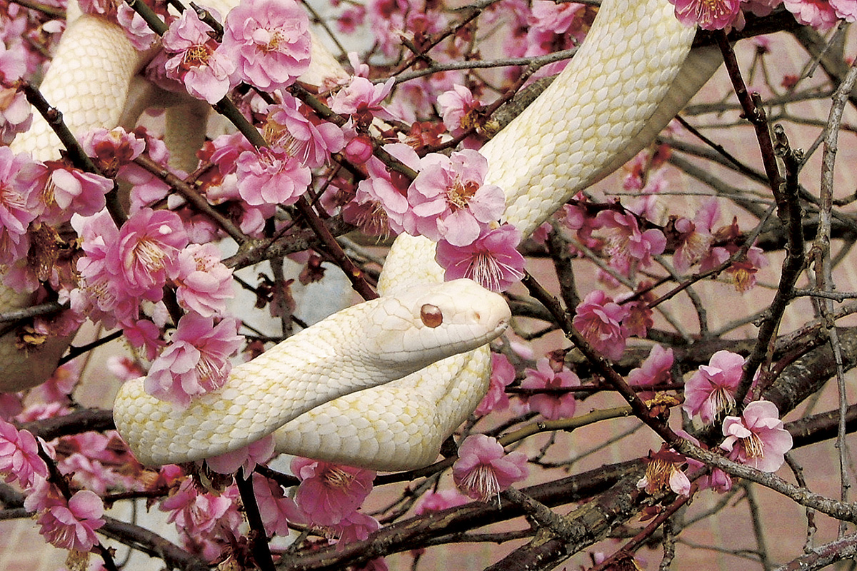 Natural Treasure White Snakes of Iwakuni