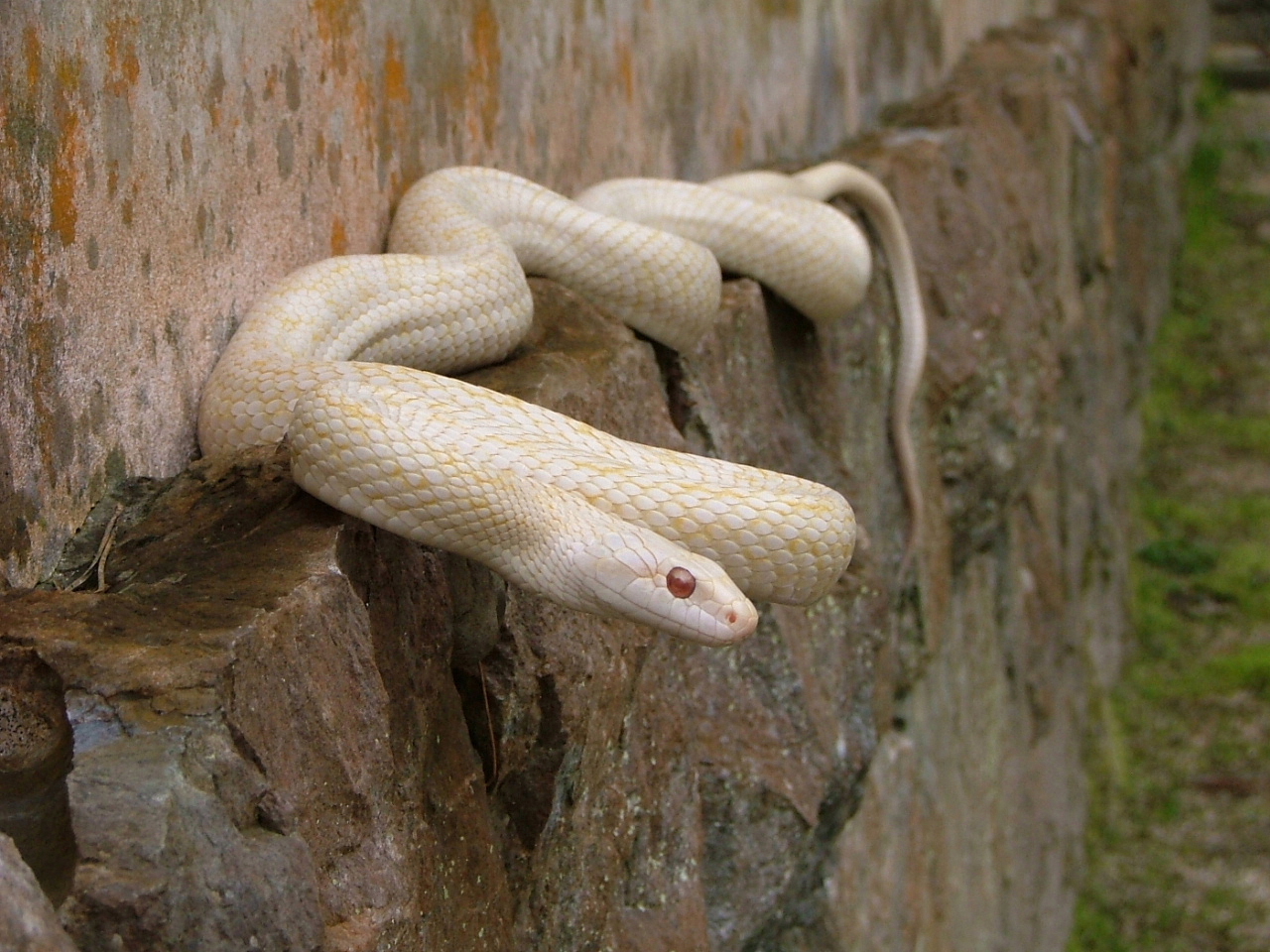 White Snakes of Iwakuni | IWAKUNI