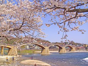 Kintaikyo Bridge -spring- 4