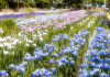 吉香(きっこう)・城山(しろやま)花菖蒲園