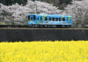 季節の花　岩国市広域