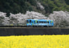 錦川清流線