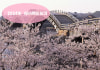 2024年*錦帯橋周辺・美和町エリアの桜の開花状況（3/29現在）
