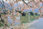 錦帯橋＊桜のお花見情報