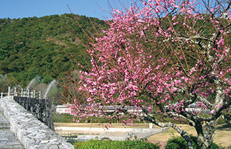 錦帯橋周辺の花々　梅