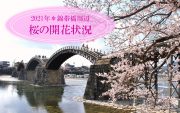 2023年*錦帯橋周辺・美和町エリアの桜の開花状況（3/24現在）