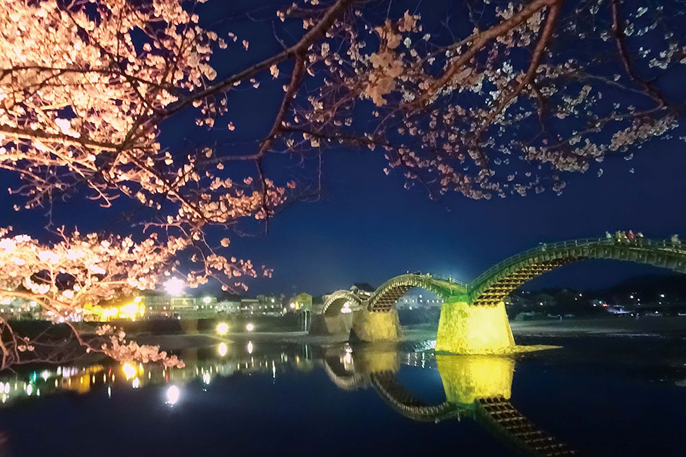 錦帯橋と桜のライトアップの写真