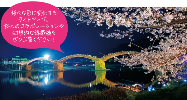 錦帯橋の桜ライトアップ