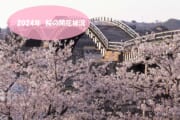 2024年*錦帯橋周辺・美和町エリアの桜の開花状況（3/29現在）