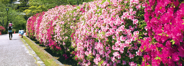 錦帯橋周辺の花々　ツツジ