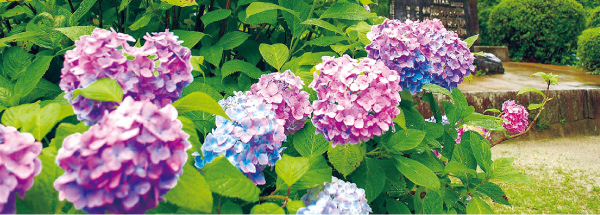 錦帯橋周辺の花々　紫陽花