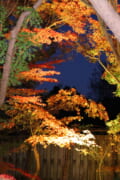 宇野千代生家 紅葉ライトアップ