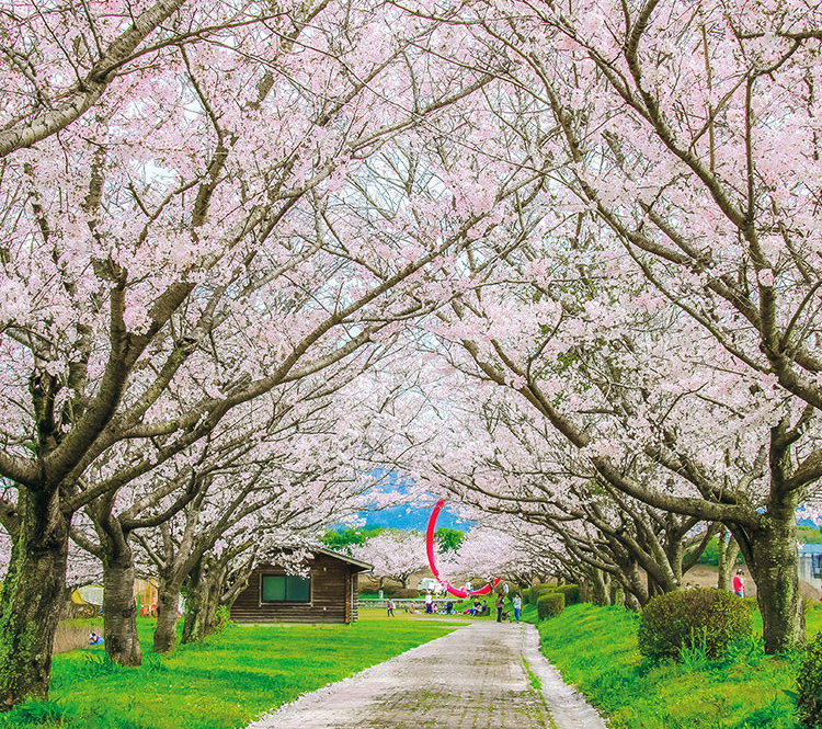 島田川沿いの桜