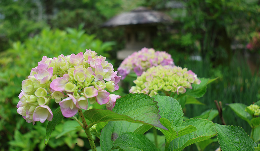 錦帯橋周辺の花々　紫陽花