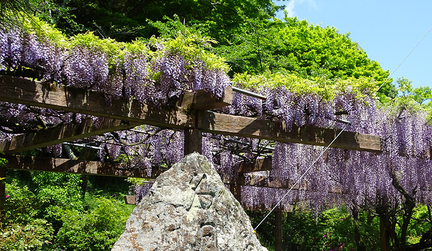 錦帯橋周辺の花々　藤の花