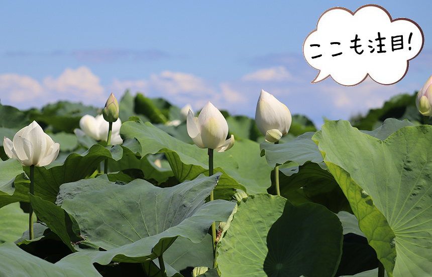 ハスの花（尾津町）