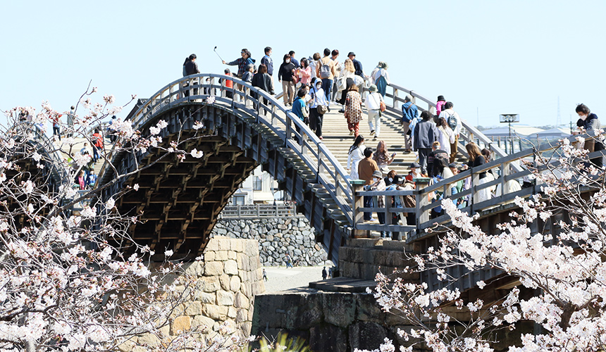 錦帯橋の桜