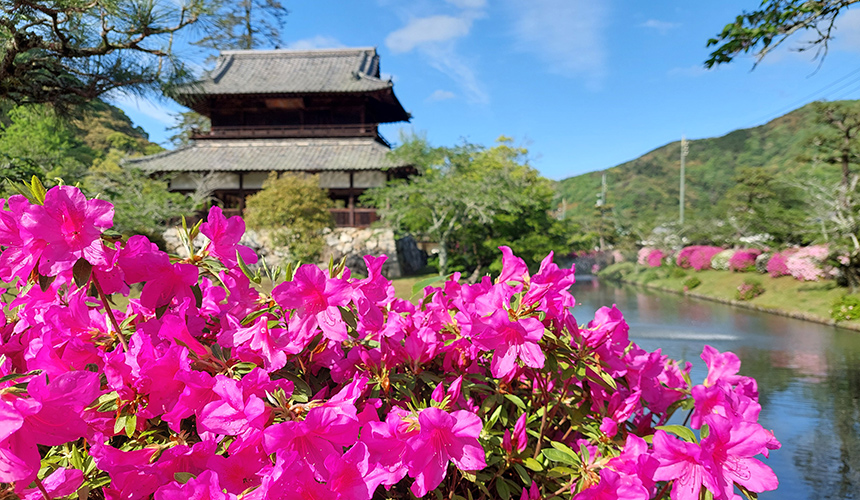 錦帯橋周辺の花々　ツツジ