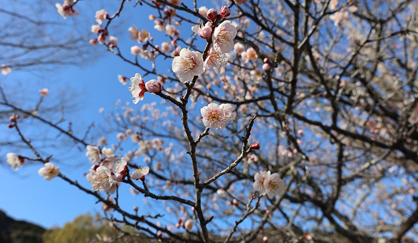 錦帯橋の梅