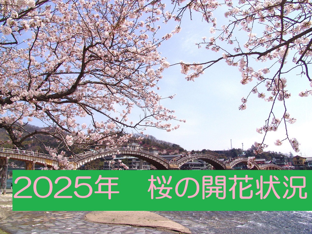 令和4年度版 観光の実態と志向 ～第41回国民の観光に関する動向