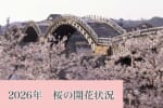 2026年　錦帯橋周辺　桜の開花状況（3/27現在）
