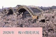2026年　錦帯橋周辺　桜の開花状況（3/25現在）